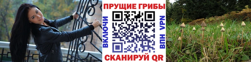 Купить закладки  Щучье  Псилоцибиновые грибы Cubensis 